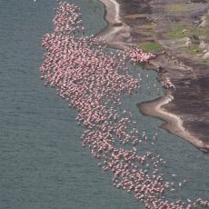 Dag 91-95 (25-29 nov.): Duizenden flamingo’s, een verdwenen portemonee en een nieuw hoogterecord