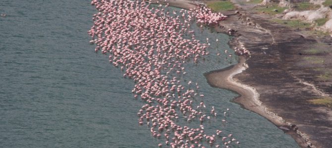 Dag 91-95 (25-29 nov.): Duizenden flamingo’s, een verdwenen portemonee en een nieuw hoogterecord