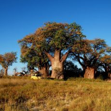 Dag 256-260 (9-13 mei): Topdagen in de moerassen van de Okavango, Nxai NP en de zoutvlaktes van Ntwetwe