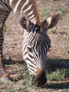 PC298692 - Zebra Amboseli NP