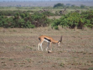 PC298718 - Thomson's gazelle Amboseli NP