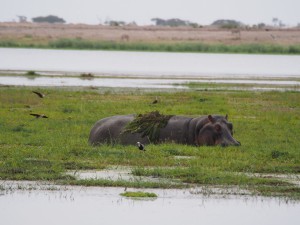 PC298984 - Nijlpaard Amboseli NP