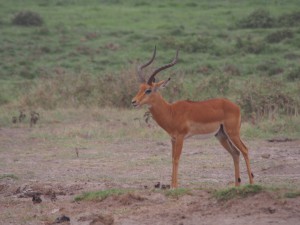 PC299035 - Impala Amboseli NP