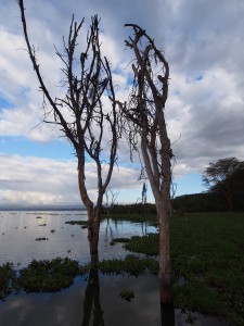 P1029209 - Naivasha meer