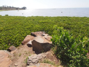 P1049496 - Victoria meer bij Kisumu