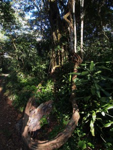 P1069542 - Kakamega Forest NR