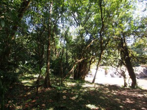 P1069610 - Isiukhu waterval Kakamega Forest NR