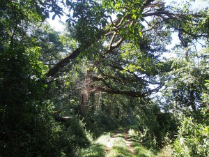 P1069658 - Kakamega Forest NR