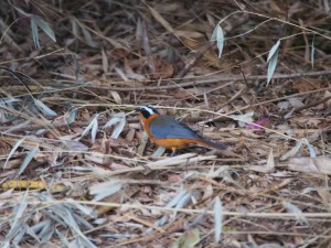 P1089691 - Vogel op Karibuni Kitale campsite