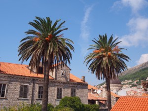P9141049 - Dubrovnik
