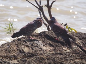 PB125615 - Vogels bij Tana meer