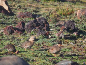 PB297411 - Vogels in Bale Mountains NP