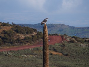 PB297424 - Roofvogel in Bale Mountains NP