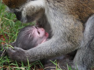 PB307668 - Vervet apen Hawassa meer