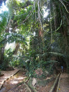 P1180476 - Jungle in botanische tuinen Entebbe