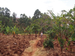 P1210729 - Patricia in bananenplantage