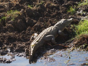P1240905 - Crocky de krokodil Kidepo NP