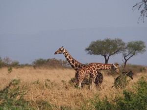 P1251248 - Rothshild giraffes Kidepo NP
