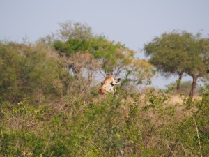 P1251252 - Rothshild giraffes Kidepo NP