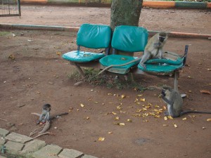 P1301654 - Vervetapen Entebbe dierentuin
