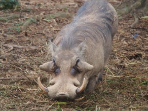 P1301673 - Wrattenzijn Entebbe dierentuin