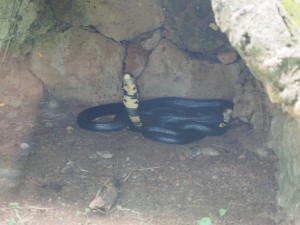 P1301701 - Cobra in actie Entebbe dierentuin