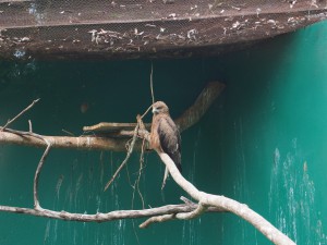 P1301705 - Roofvogel Entebbe dierentuin