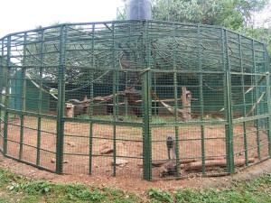 P1301730 - Eenzame baviaan Entebbe dierentuin