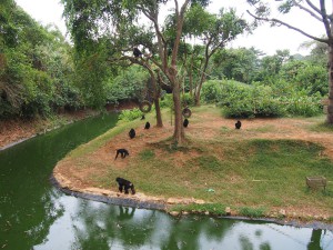 P1301744 - Chimpansees Entebbe dierentuin