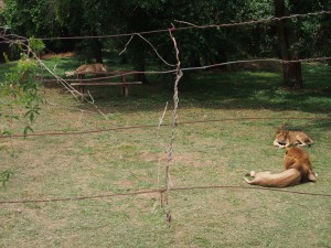 P1301786 - Leeuwen Entebbe dierentuin