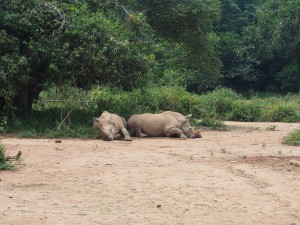 P1301789 - Witte neushoorns Entebbe dierentuin