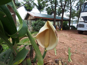 P2112334 - Grote bloem Bunyoni Overlanders Camp