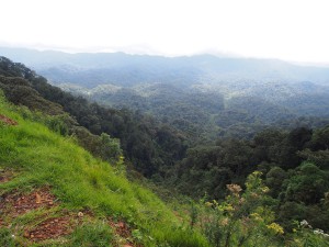 P2142546 - Uitzicht Nyungwe Forest NP
