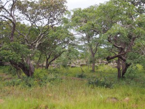 P2233014 - Landschap onderweg naar Mpanda