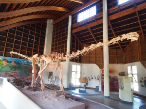 P3023515 - Reconstructie skelet Malawisaurus Karonga Museum