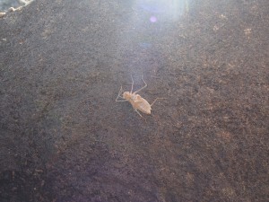 P3033582 - Groot insect bij Malawimeer