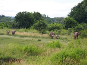 P3265331 - Olifanten op weg naar Wildlife Camp