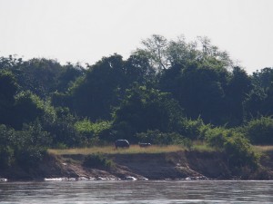 P3295592 - Nijlpaard met jong overkant Wildlife Camp