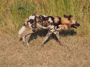 P3295617 - Wilde hond South Luangwa NP