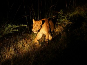 P3295791 - Likkebaardende leeuw South Luangwa NP