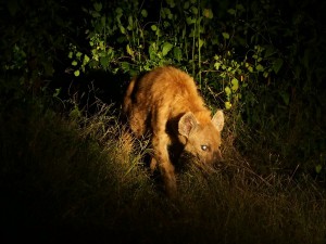 P3295796 - Hyena South Luangwa NP