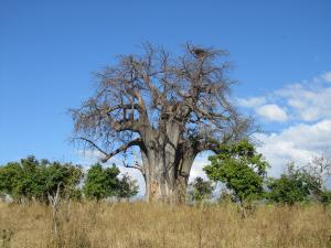 IMG 4334 - Baobab Chobe NP