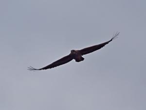 P4247080 - Onbekende roofvogel Chobe NP