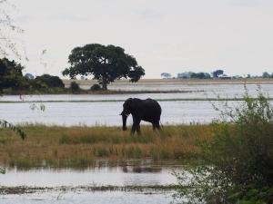 P4247147 - Enige olifant in Chobe NP