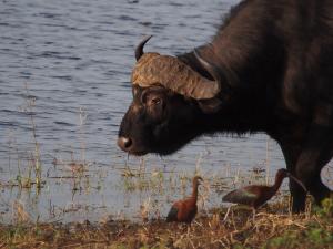 P4247189 - Zwarte ibissen en buffel Chobe NP