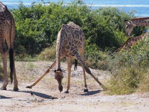 P4257384 - Lastig bukken als giraffe Chobe NP