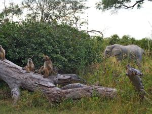 P4287488 - Bavianen en olifant in kamp 3 Mudumu NP