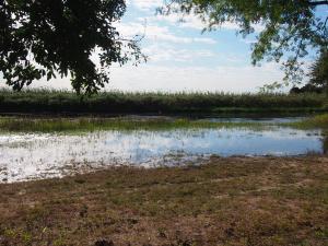 P5037775 - Okavango panhandle Sepupa Swamp Stop