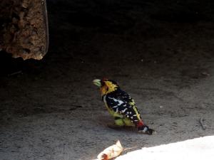 P5078015 - Kuifbaardvogel bij Island Safari Lodge
