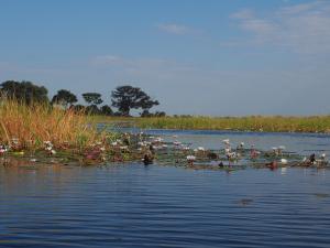 P5098056 - Mokorotochtje door Okavango delta